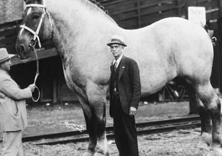 Большой конь 1846 года. Сампсон лошадь. Самая большая лошадь. Самый большой конь. Самая большая лошадь Сампсон.