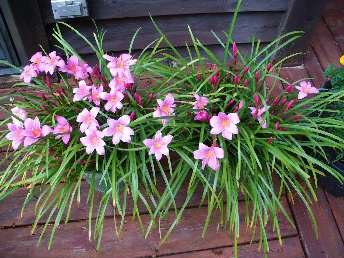 сеткреазия пурпурная вариегата. алеандрум растение комнатный. луковичные цветы зефирантес. бильбергия колючая. бильбергия поникшая.