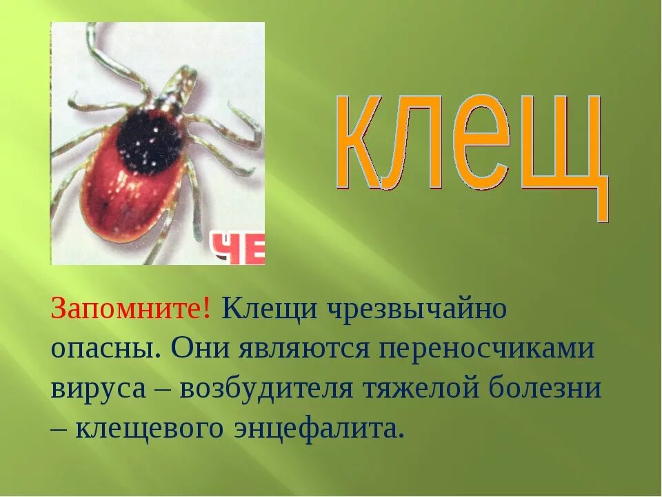 Кто ест клещей в природе. Лесные опасности клещи 2 класс. Проект Лесные опасности клещи. Опасность клещей.