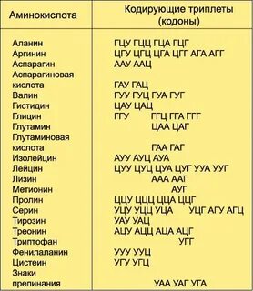 Какое число кодирует 20 аминокислот