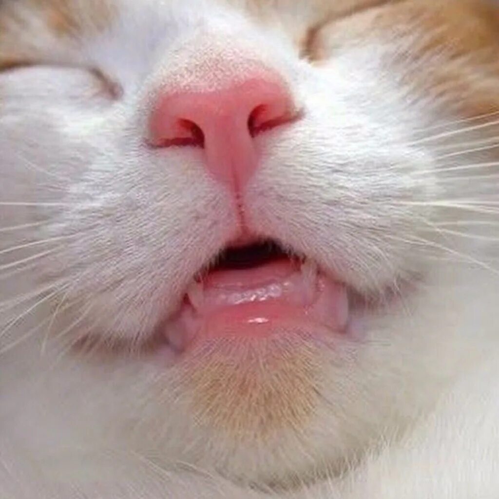 передние зубы кота