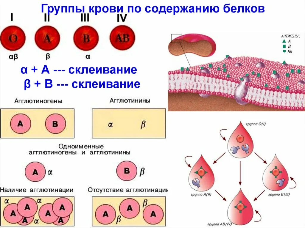 Строение мембраны эритроцита. Мембрана эритроцита схема. Какие белки в 1 группе крови. Группа крови. Группы крови содержание белков