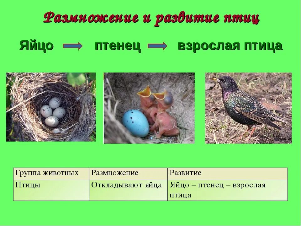 Особенности яйца птиц. Размножение птиц. Размножение птиц птиц. Трицыразмножение и развитие. Этапы развития птиц.