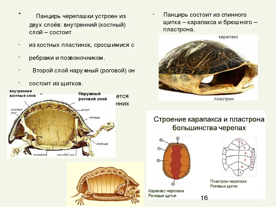 Черепахи особенности строения и представители. Строение панциря красноухой черепахи. Из чего состоит панцирь черепахи. Строение красноухих черепах. Красноухая черепаха панцирь-карапакс.