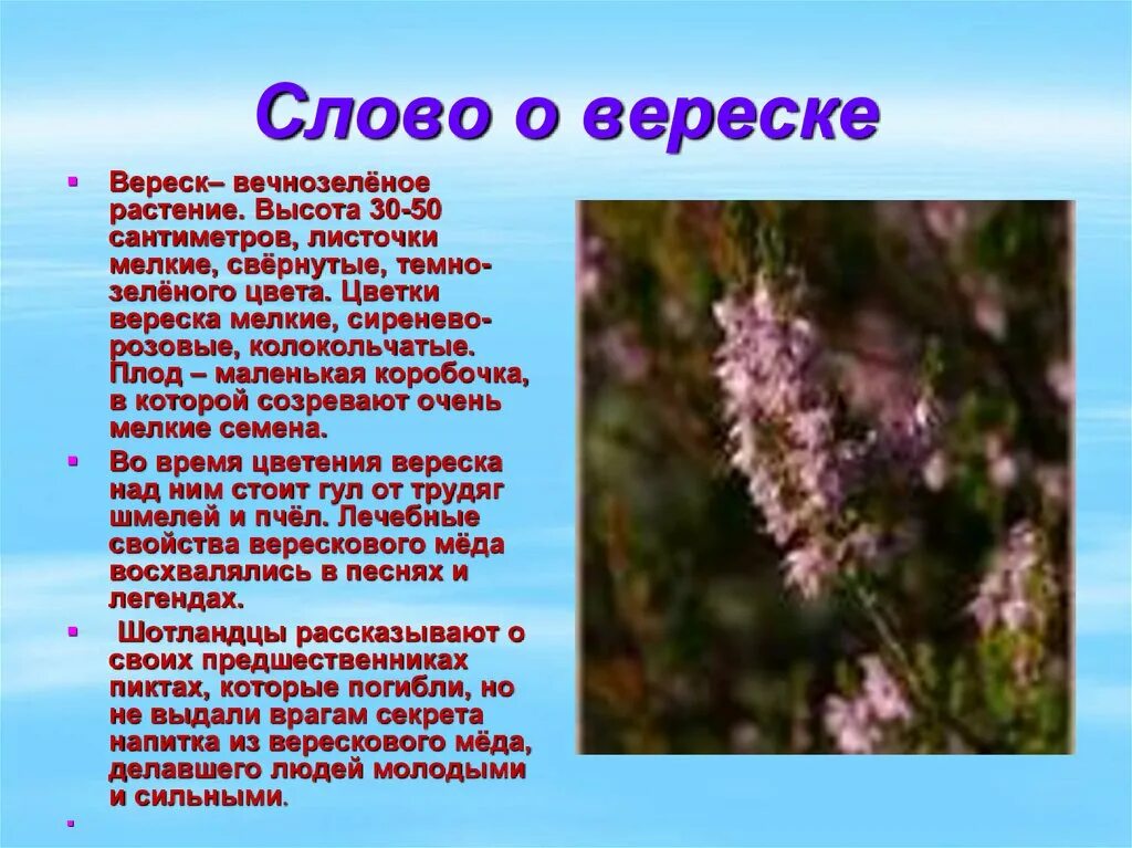 Вереск стихи. Вереск описание растения. Сообщение растении Вереск. Вереск обыкновенный описание растения. О ком плачем вереск