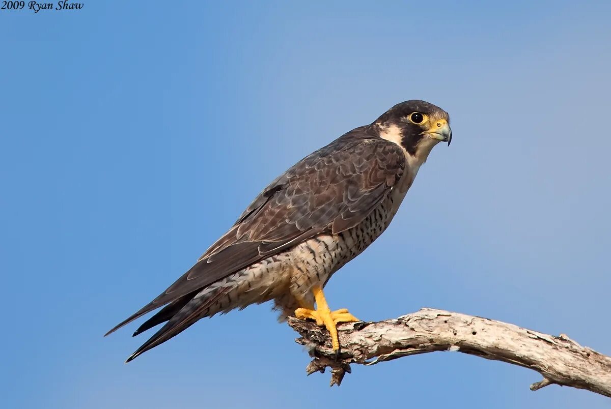 Меньше сапсанов. Сапса́н Falco peregrinus. Сокол Сапсан. Сокол Сапсан птица. Тундровый Сапсан.