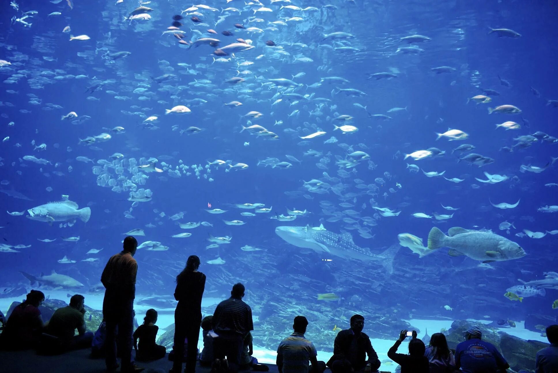 Varna Aquarium Варна. Окинава океанариум Тюрауми. Океанариум Georgia Aquarium. Аквариум Джорджии Атланта.