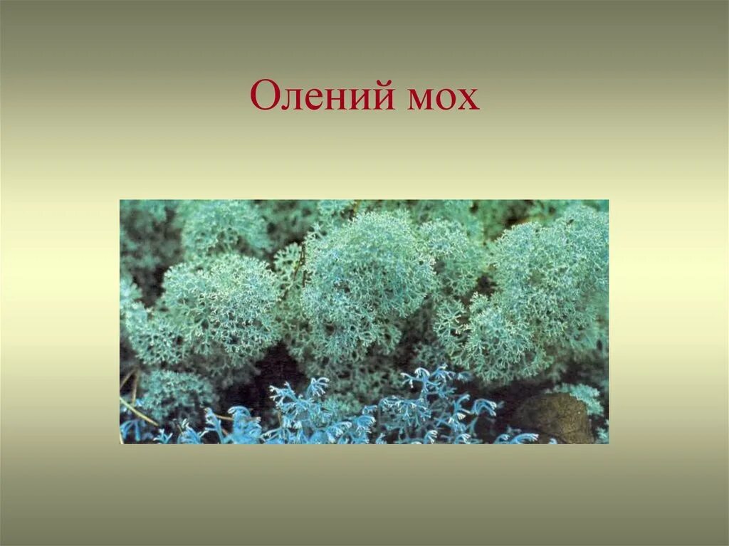 Олений мох сфагнум. Олений мох информация. Белый мох и Олений мох. Олений мох цветок.