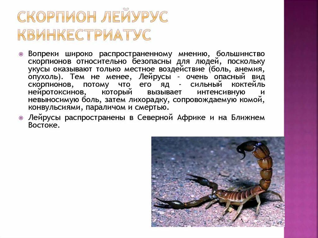 Какую среду освоил скорпион. Скорпион Лейурус. Яд скорпиона Leiurus quinquestriatus. Скорпион это насекомое или животное. Ядовитые животные Скорпион.