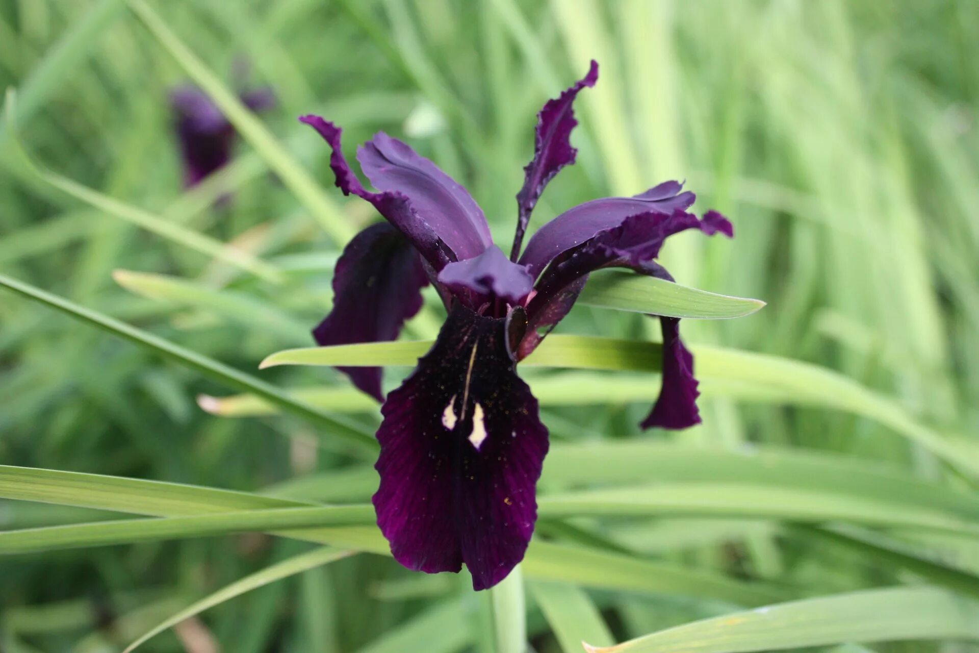 Ирис время. Ирис chrysographes. ирис black form chrysographes. ирис золотисто-расписной black form. ирис iris black form.