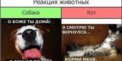 анекдоты про собак и кошек смешные