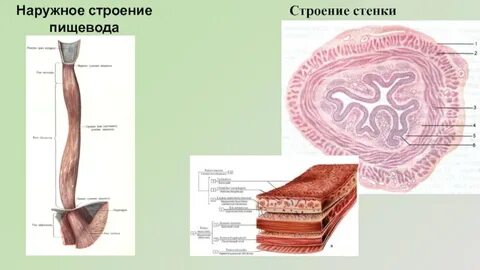 Пищевод строение