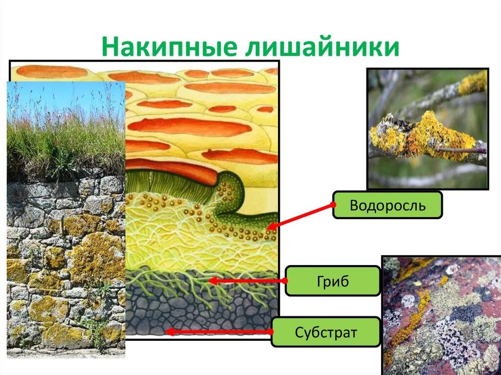 Накипные лишайники строение. Лишайники накипные 7 класс биология. Строение накипных лишайников. Накипные водоросли.