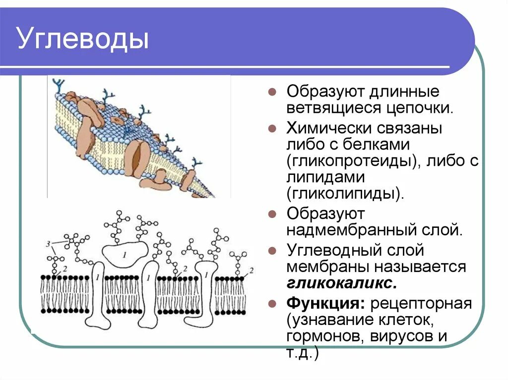 Углеводы мембран функции. Клеточная мембрана гликокаликс. Биологической мембраны гликокаликс. Надмембранный комплекс гликокаликс. Строение биологической мембраны клетки.