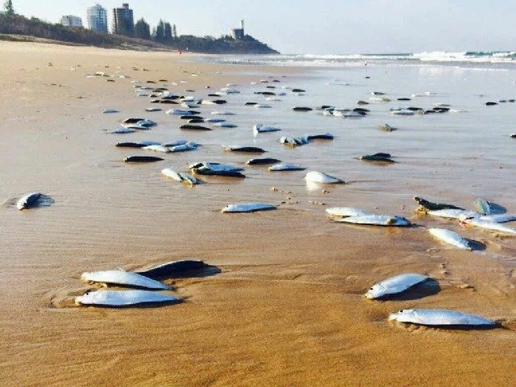 1000 oceans