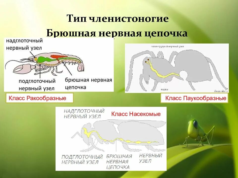 Нервная система членич. Нервная система членистоногих насекомых. Нервная система членистон. Тип нервной системы у членистоногих.