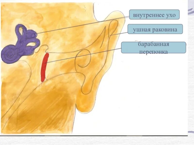 Перепонка ушная ушная раковина. Перепонки в ушной раковины. В ушной раковине и барабанной перепонки. Уши и ушная раковина барабанная перепонка. Барабанной перепонкой и внутренним ухом