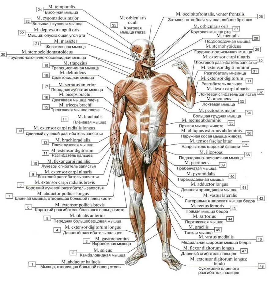 Название мышц человека спереди. Строение скелета и мышц человека с названиями. Анатомия человека атлас скелет и мышцы.