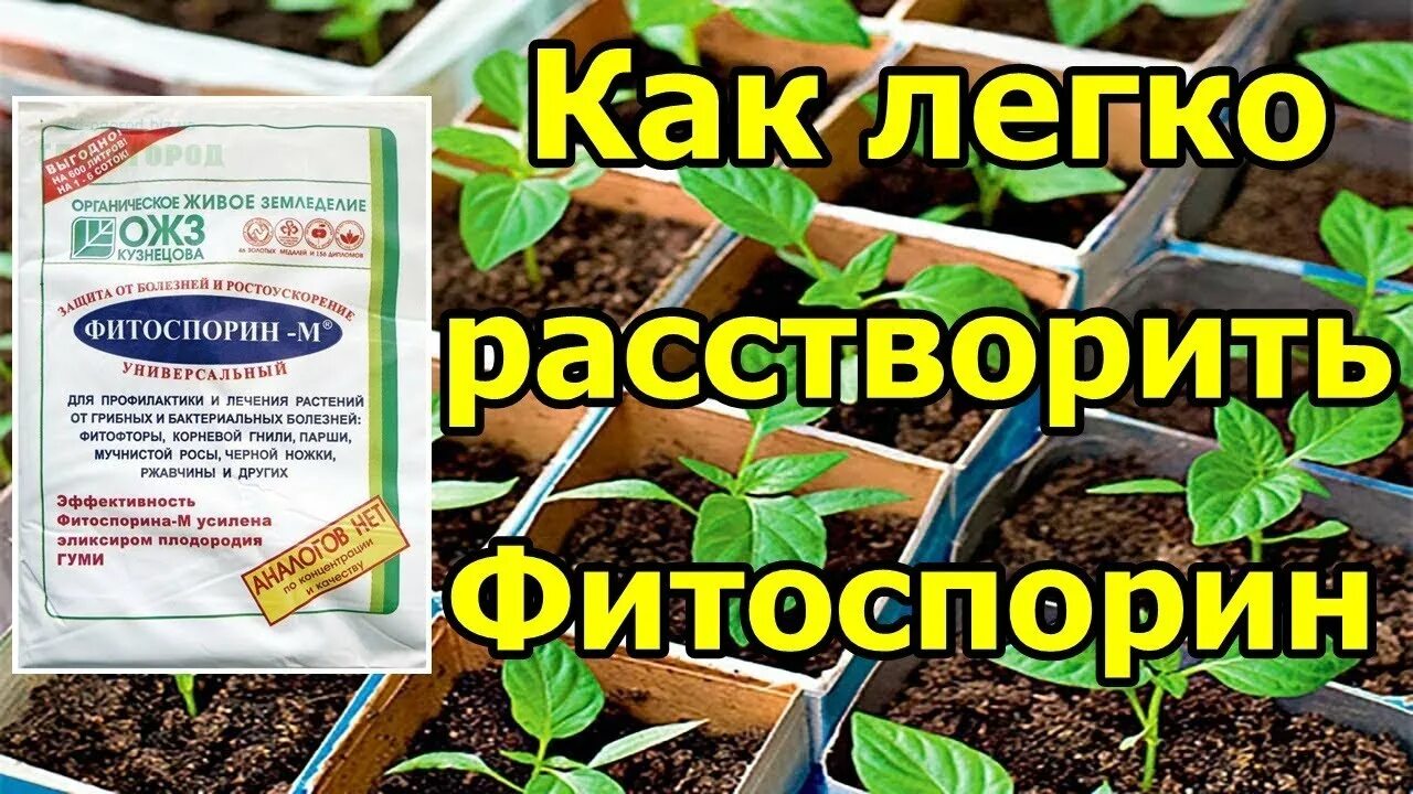 Обработка земли фитоспорином. Фитоспорин для капусты. Поливаю рассаду фитоспорином. Рассада помидор болезни Фитоспорин. Фитоспорин от мучнистой росы на огурцах.