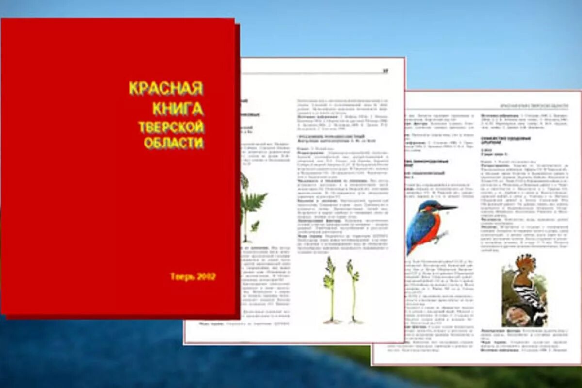 Красная книга тверской области рисунки