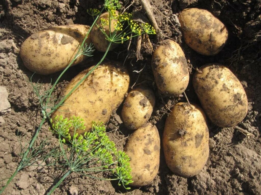 Раннеспелые сорта картофеля. Картофель сорт краса мещеры. сорта картофеля чароит. семенной ранний картофель сорт сорокодневка. картофель скороспелка сорта.