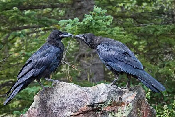 Pair Of Ravens by Sergey-Ryzhkov Raven, American crow, Bob ross art