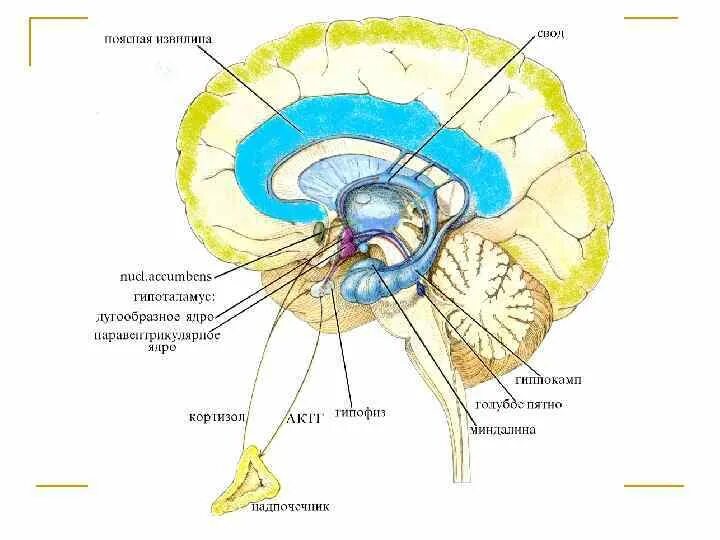 Центр голода в гипоталамусе. Центры голода и жажды в гипоталамусе. Центр регуляции голода и насыщения. Центр жажды в гипоталамусе. Центр голода располагается