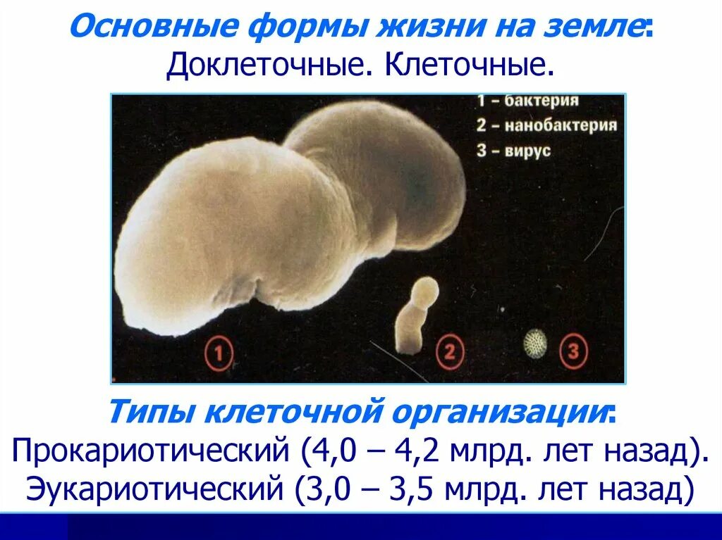 Жизненные формы клетки. Формы клеточной и доклеточной организации жизни на земле. Клеточный вид жизни на земле. Первичные формы жизни. Клеточная форма жизни на земле предоставлена.