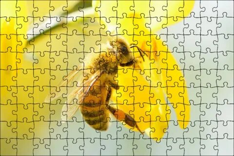 Honey bee pollen