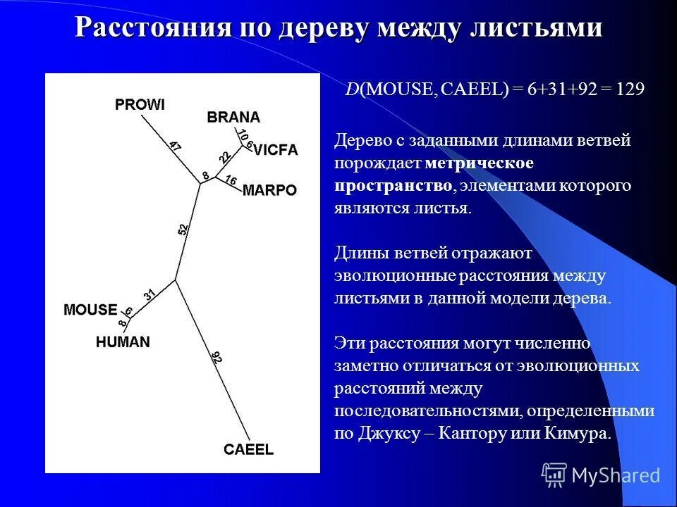 упражнение на развитие работоспособности. эволюция дистанция. "эволюционный метод двигательной реабилитации". как развить работоспособность. виды развития.