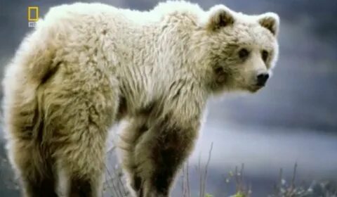 Science bear