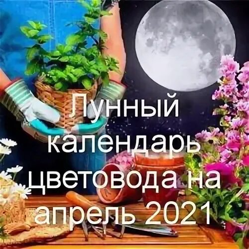 Лунный календарь для комнатных растений на апрель 2022. Лунный календарь на апрель 2022 года для комнатных растений. Лунный календарь цветовода на апрель 2022. Лунный календарь цветовода на апрель 2022 года. Лунный календарь комнатных цветов на апрель 2024