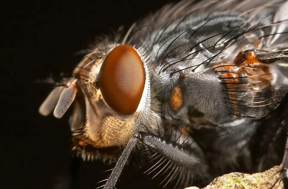 Tgm macro. Член макро. макрообъектив с вытянутым носом. тг макро. sigma 105 2.8 macro nikon примеры фото.