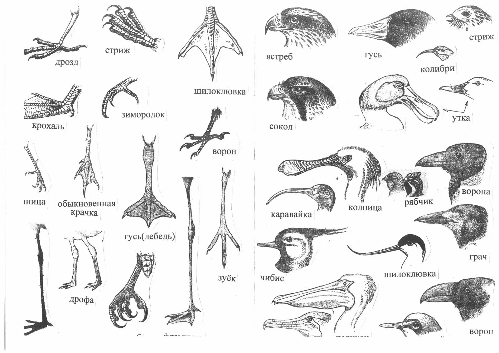 Разнообразие клювов. Типы клювов у птиц. Разнообразие клювов и лап птиц. Строение клюва водоплавающих птиц. Формы клюва у птиц.