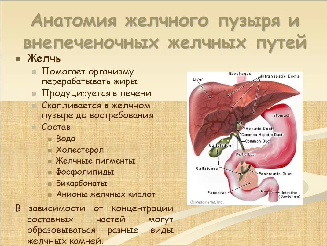 Боль печень и желчный пузырь. Вырезка желчного пузыря. Удаленный желчный пузырь.