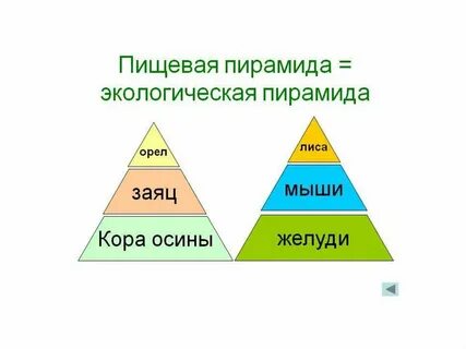 Пирамида пищевой цепи