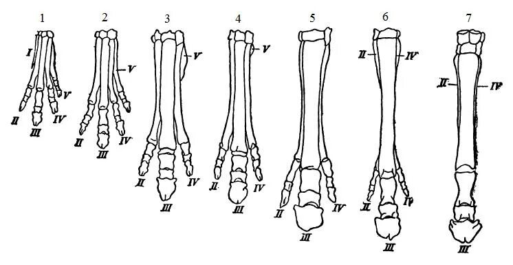 Эволюция передних конечностей у млекопитающих. Кости поясов конечностей млекопитающих. Эволюция конечности лошади. Передняя конечность лошади. Функции пояса передних конечностей млекопитающих