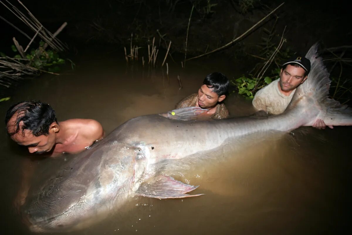 Гигантский сом Меконга. Mekong giant Catfish. Виден сом