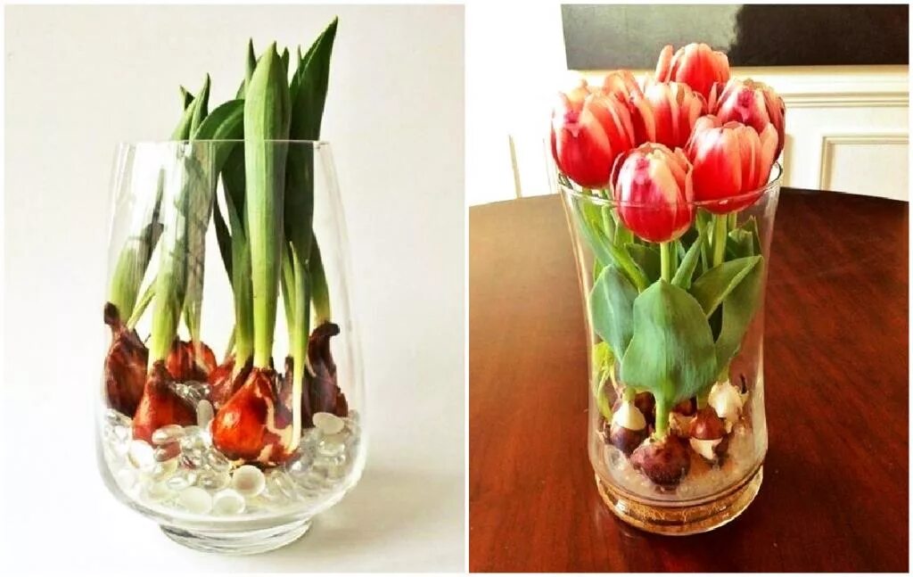 Сколько стоят в вазе тюльпаны с водой. Тюльпаны в вазе с луковицей. Луковица тюльпана. Тюльпаны в горшке. Тюльпаны с клубнями в вазе.