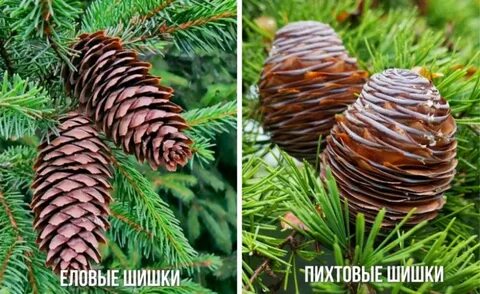 Пихта и ель