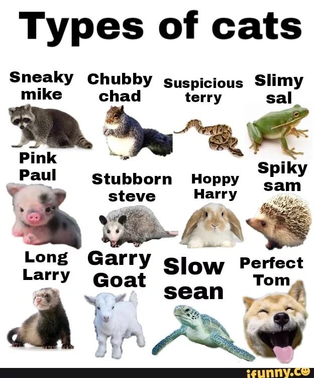 50 posts. Types of Cats. Sneaky Cat порода. Types of Cats in English. Chad Cat meme.