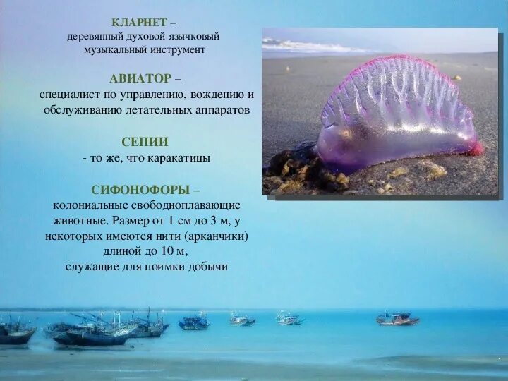 Сифонофоры это 3 класс литературное чтение. Сифонофоры это 3 класс литературное чтение
