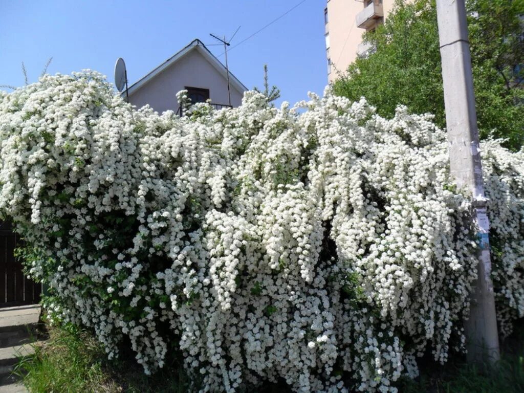 спирея серая герштейн. спирея серая вангутта. спирея таволга спирея. спирея метельчатая белая. спирея выращивание.