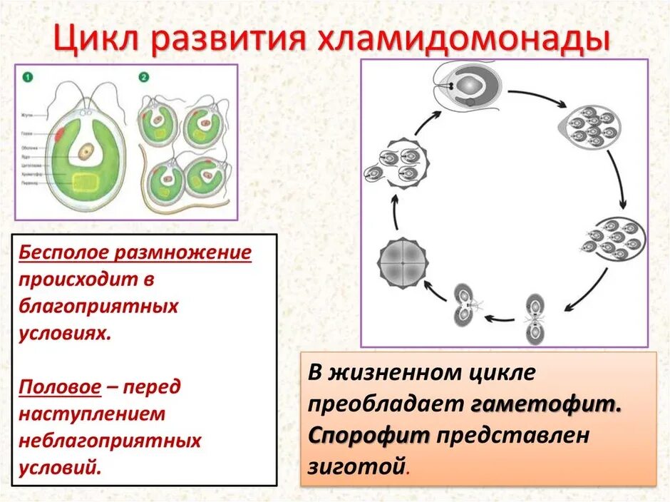 Цикл размножения хламидомонады. Цикл бесполого размножения хламидомонады. Жизненный цикл хламидомонады бесполое размножение. Бесполый цикл хламидомонады. Клетки гаметофита имеют набор хромосом