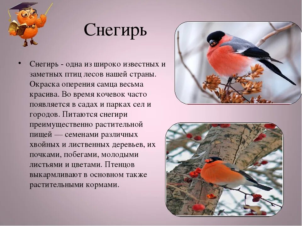 Сравнение оперения птиц. Окрас оперения снегиря. Снегирь характеристика птицы для 1 класса. Снегирь краткое описание 2 класс. Краткое описание птицы Снегирь.