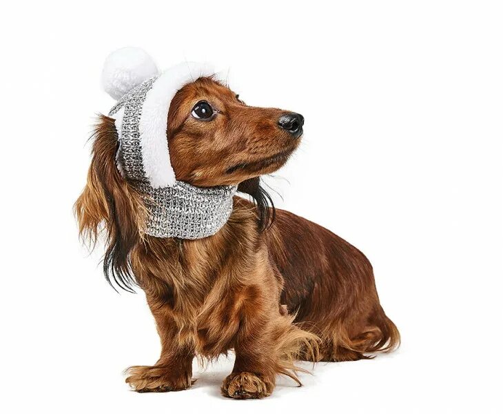 Pet Fashion шапка для собак. Собака в зимней шапке. Шапка для собак для ванны. Шапка для собаки купить. Купить шапку для собаки