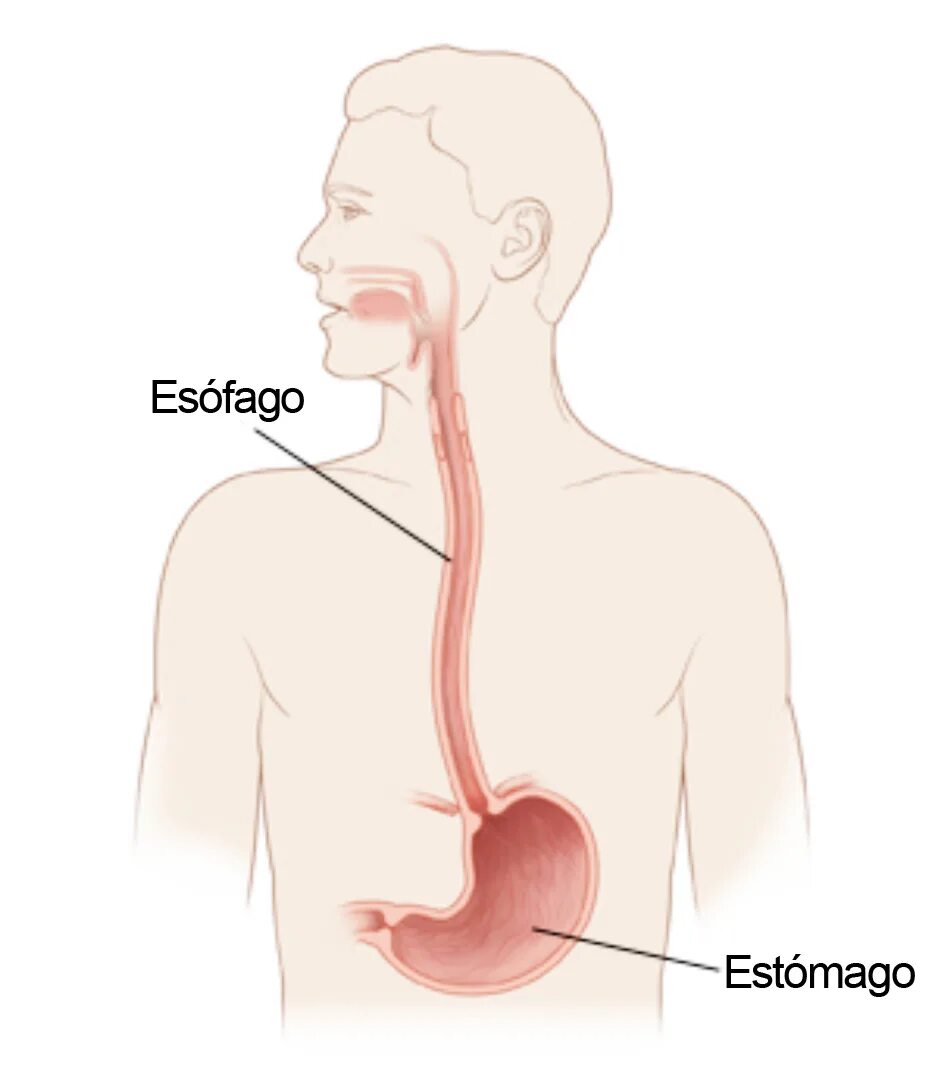 Пищевод и желудок рисунок. Пищевод и желудок анатомия. Расположение пищевода и желудка у человека.