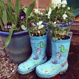 Цветок сапожки фото