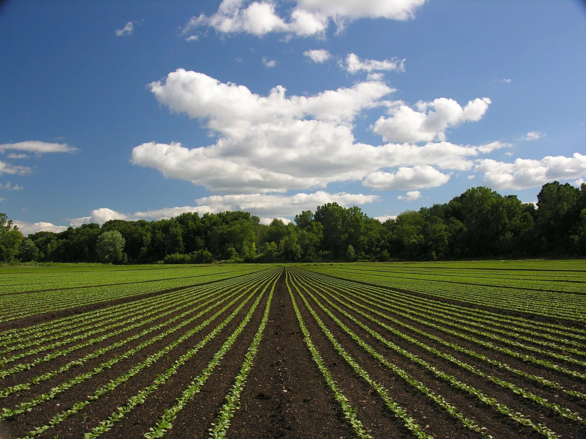 Natural farming. Засеянное поле. Поле огород. В поле. Поле грядки.