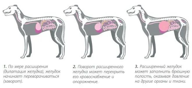 У собаки сильно урчит. Расширение желудка у собаки рентген. Заворот кишок у собак симптомы. Острое расширение желудка у собак рентген.